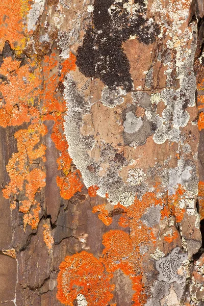 岩の地衣の背景パターン — ストック写真