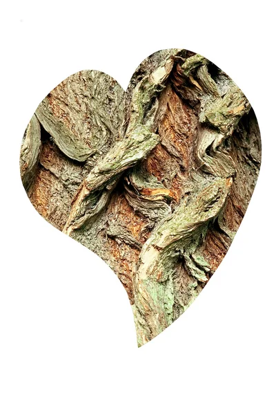 Herz aus Rinde der Weide, Salix alba — Stockfoto
