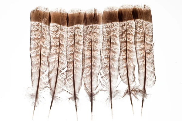 Feathers isolated on white — Stock Photo, Image