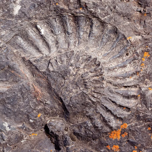 Großer versteinerter Ammonit — Stockfoto