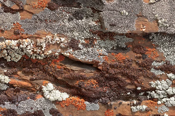 Rock Lichens Modèle de fond — Photo