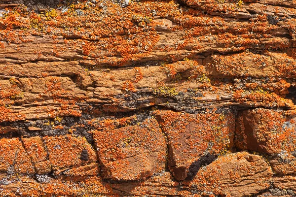 Rock Lichens Background Pattern — Stock Photo, Image