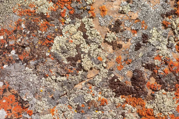 Рисунок фона Rock Lichens — стоковое фото