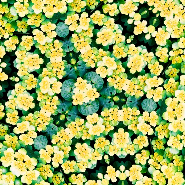 Καλειδοσκόπιο λουλούδι που μοιάζει με μια Μάνταλα — Φωτογραφία Αρχείου
