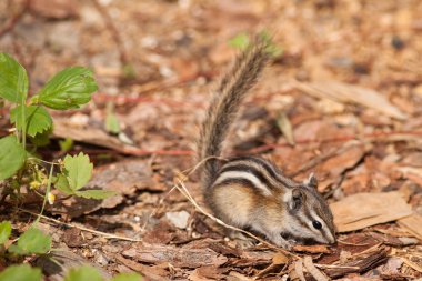 Least Chipmunk clipart