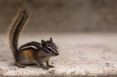 En azından chipmunk