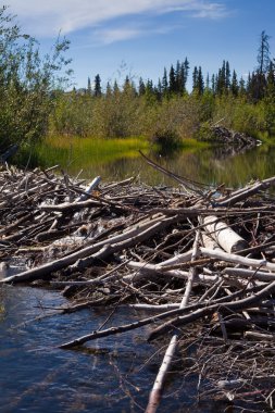 Beaver's Dam and Lodge clipart