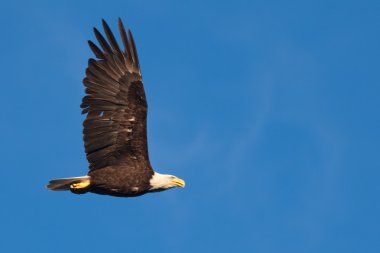 Adult bald eagle soaring clipart