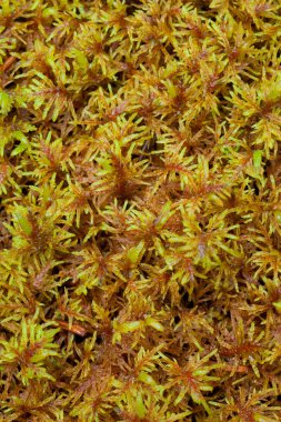 Peat Moss (Sphagnum) clipart