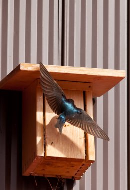 Male Tree Swallow clipart