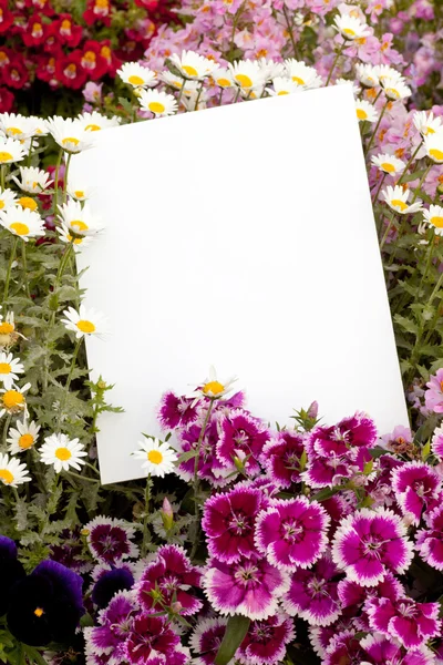 花と copyspace — ストック写真