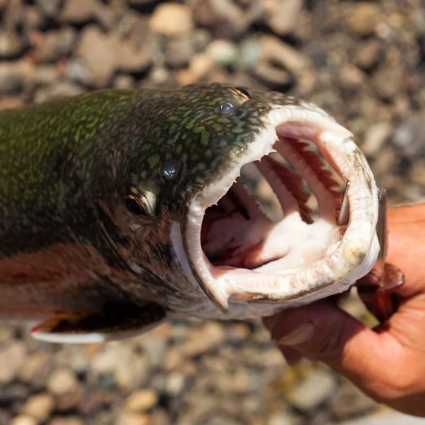Big Mouth of Lake Trout (Salvelinus namaycush) — Stock Photo, Image