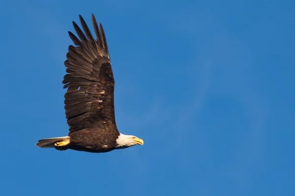 Adult bald eagle soaring — Stock Photo, Image