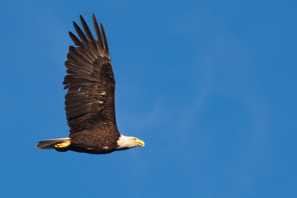 Adult bald eagle soaring