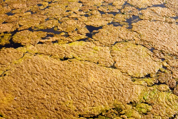 Algi na powierzchni wody — Zdjęcie stockowe