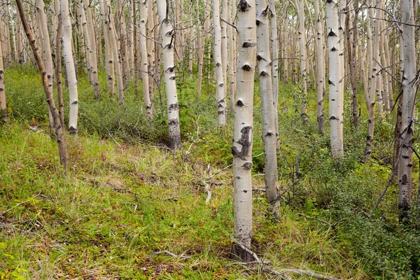 Północnych lasów osika — Zdjęcie stockowe