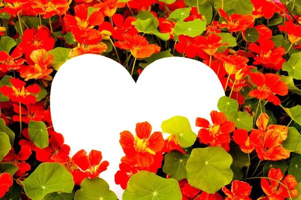 Saudações florais de coração — Fotografia de Stock