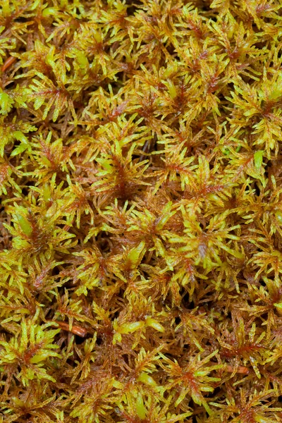 Ervilha Moss (Sphagnum ) — Fotografia de Stock