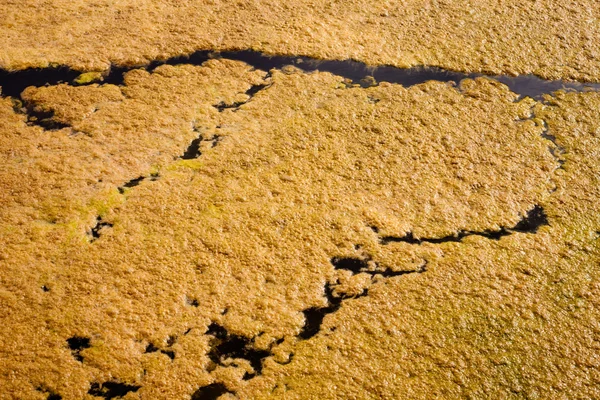 Algea sulla superficie dell'acqua — Foto Stock