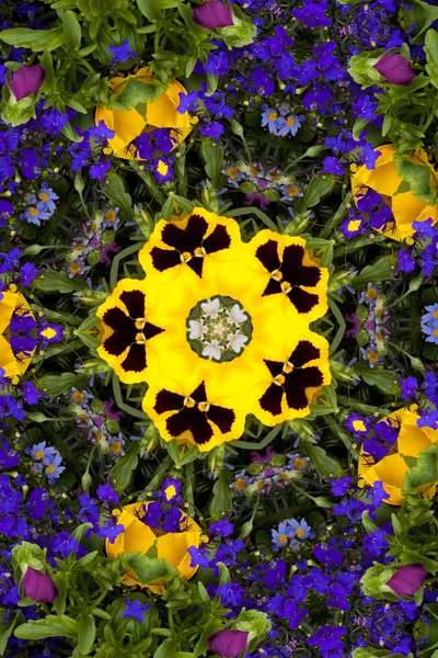 stock image Flower kaleidoscope resembling a mandala