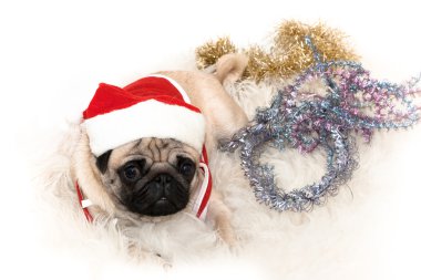 Tatlı Noel Baba'nın şapkalı pug