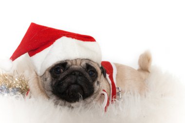 Tatlı Noel Baba'nın şapkalı pug