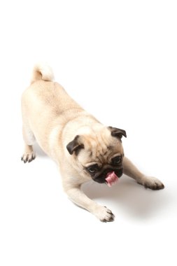 Pug licking his leg clipart