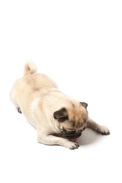 Pug licking his leg — Stock Photo, Image