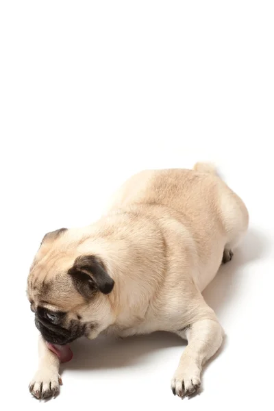 Pug licking his leg — Stock Photo, Image