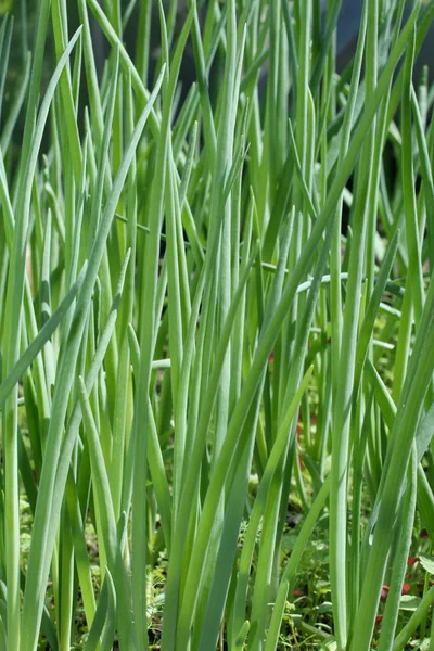 Зеленый лук на поле — стоковое фото