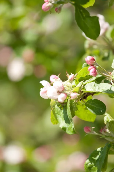 stock image Blooming apple tree