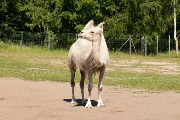 Baktriska kamelen i zoo — Stockfoto