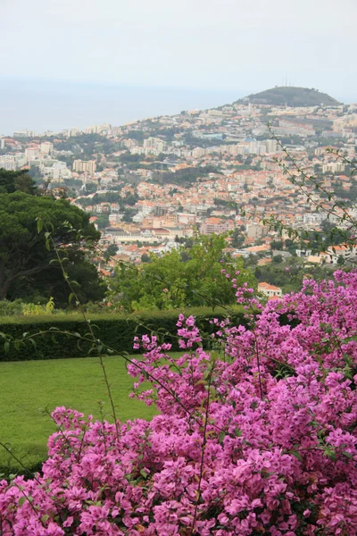 Funchal üzerinde göster