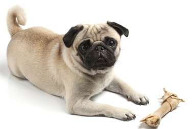 Pug with biscuit bone clipart