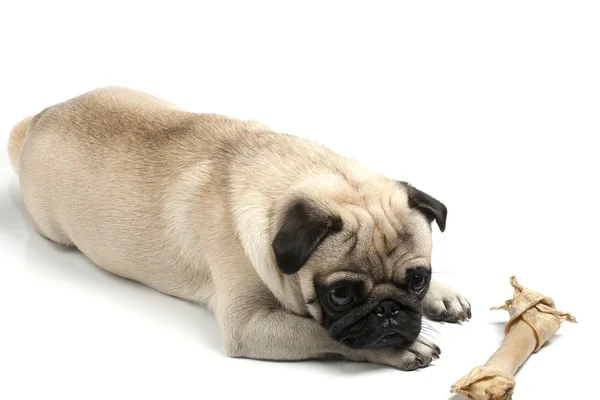 Pug with biscuit bone — Stock Photo, Image