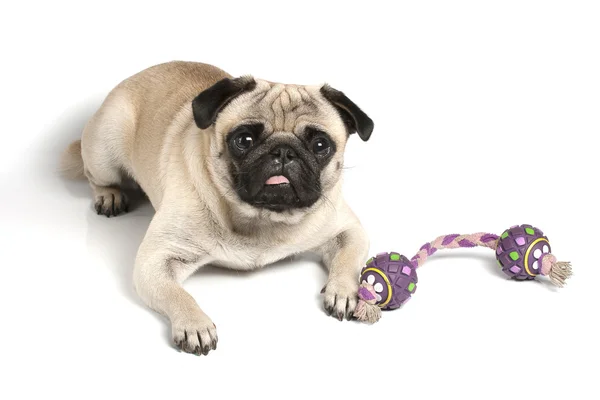 Pug with toy — Stock Photo, Image