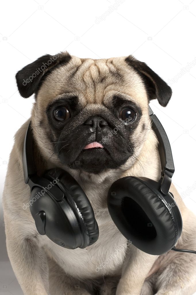 Pug with headphones