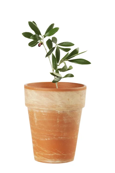 Olivovník rostlina — Stock fotografie