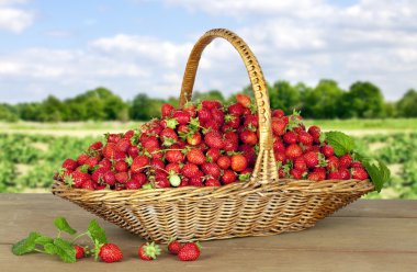 Strawberries in Basket