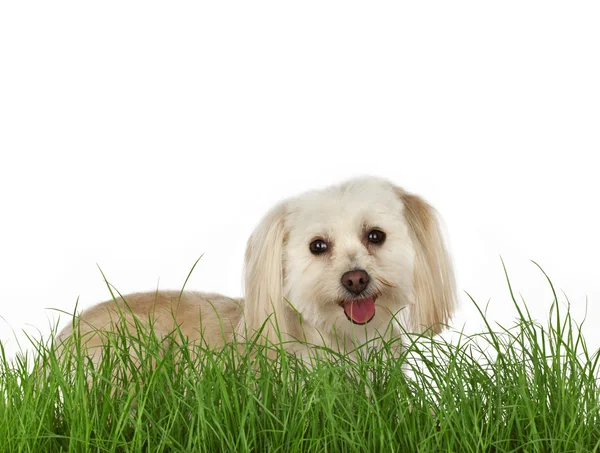Çimlere yatan bir köpek yavrusu — Stok fotoğraf