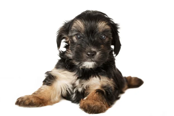 Terrier Puppy — Stock Photo, Image