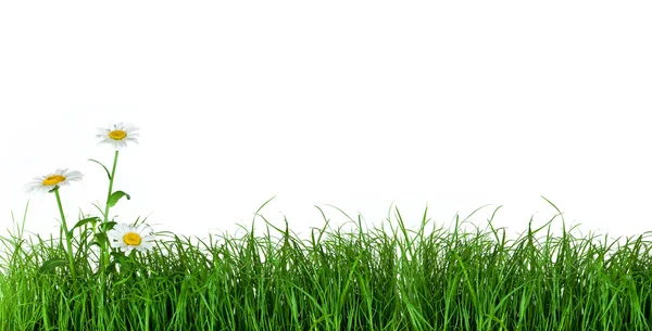 Hierba verde con flores de margarita —  Fotos de Stock