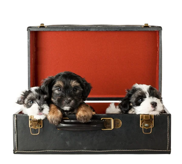 Cuccioli terrier — Foto Stock