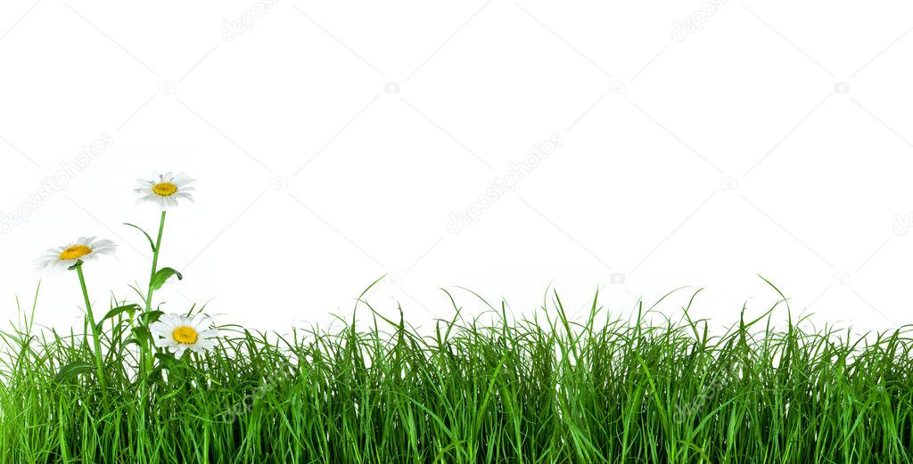 Green grass with daisy flowers
