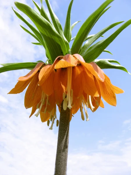 Stock image Flower