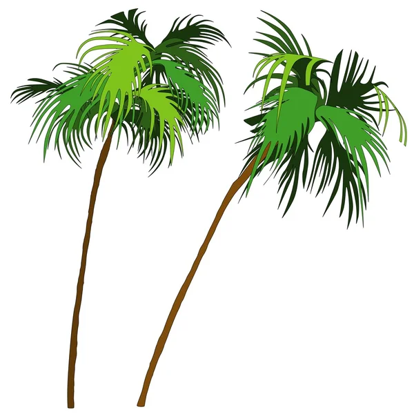 Palms — Stock Vector