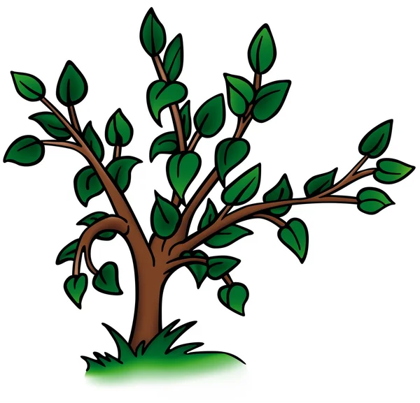 Малое лиственное дерево — стоковый вектор