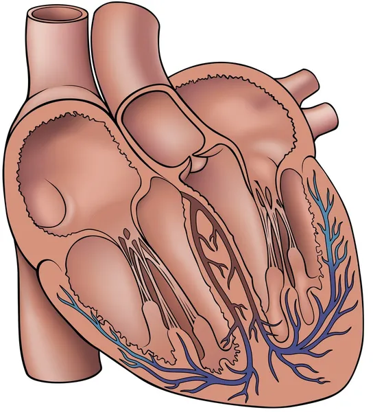 Coupure cardiaque humaine — Image vectorielle