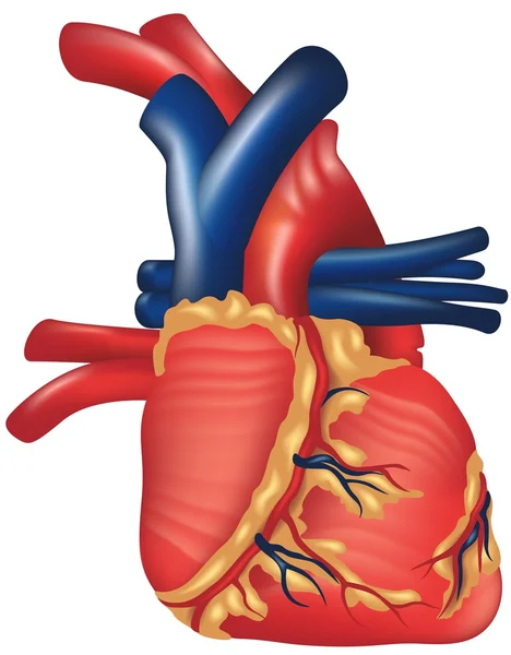 stock vector Human Heart