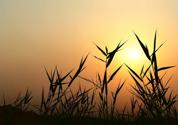 Východ slunce - luční trávy a siluety — Stockový vektor
